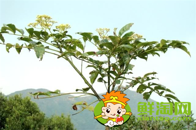 臭椒和大紅袍怎么鑒別,大紅袍花椒怎么鑒別好壞