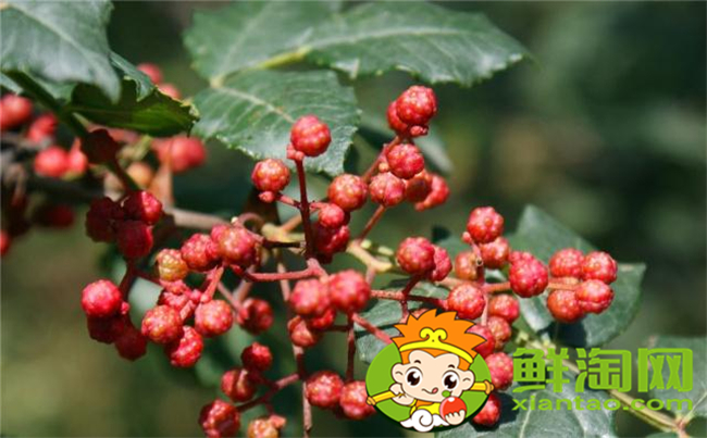 從花椒樹上摘的花椒用晾嗎，新摘的花椒要怎么處理