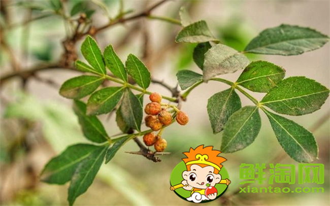從花椒樹上摘的花椒用晾嗎，新摘的花椒要怎么處理