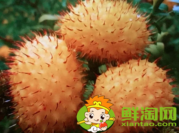 未成熟的刺梨怎么泡酒，刺梨酒能長期泡嗎
