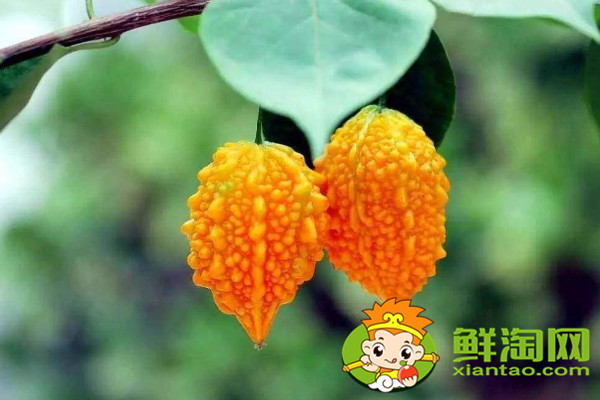 金鈴子的籽能吃嗎，金鈴子的種子怎么保存