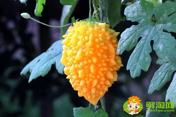 金鈴子又叫什么,金鈴子怎么多結(jié)果