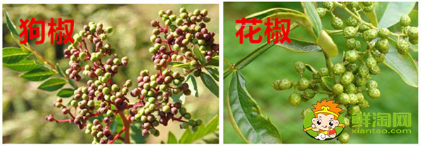 狗椒與花椒的區別圖片,狗椒與花椒哪個好