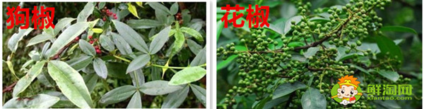 狗椒與花椒的區別圖片,狗椒與花椒哪個好