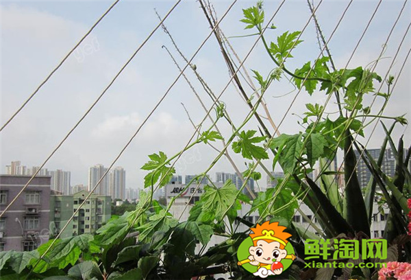 金鈴子又叫什么，金鈴子怎么多結(jié)果