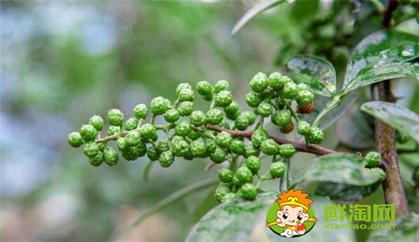 狗椒與花椒的區別圖片，狗椒與花椒哪個好