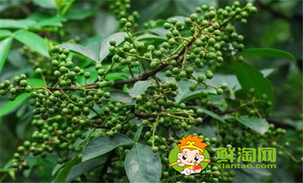 狗椒與花椒的區別圖片，狗椒與花椒哪個好