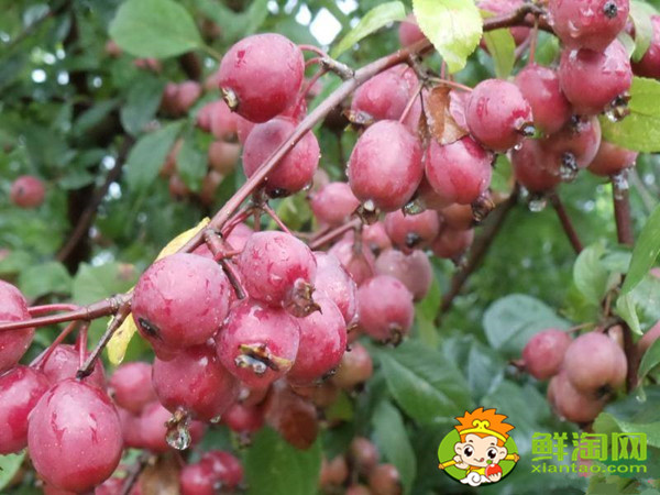 紅寶石海棠果實可以吃嗎，紅色果實的北美海棠品種