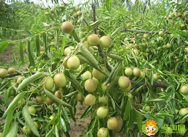 小青棗可以泡酒嗎，小青棗泡酒的功效與作用