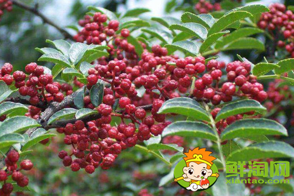 怎么識別大紅袍花椒苗，真假大紅袍花椒樹苗