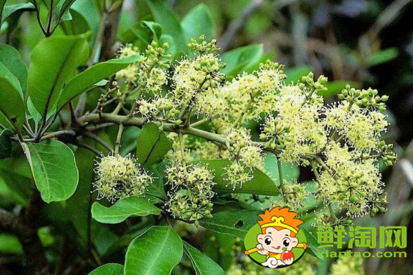怎么識別大紅袍花椒苗，真假大紅袍花椒樹苗