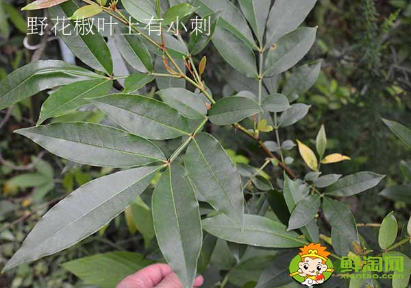 花椒葉有刺嗎,無刺花椒和有刺花椒那個產量高