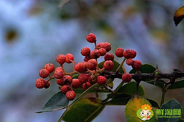 花椒什么時間可以摘成熟了，樹上摘下來的花椒怎么處理