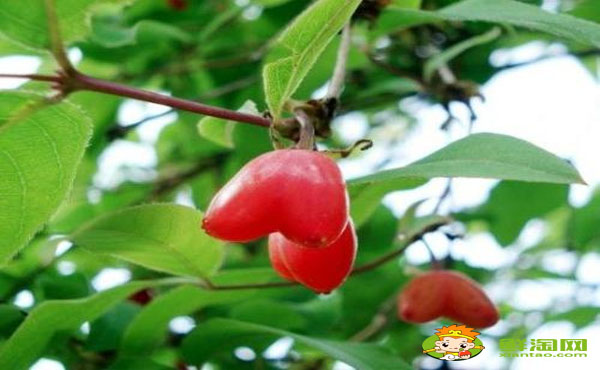 杈杷果陜西可以種嗎,杈杷果可以大規(guī)模種植嗎