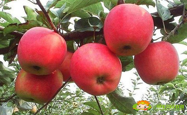 k9是什么水果，海棠果和花紅的區別