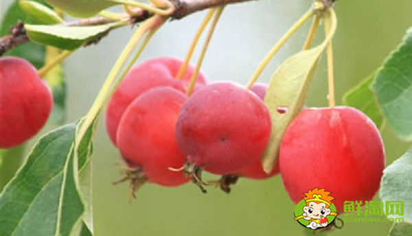 北方的沙果什么時(shí)候成熟，東北的沙果長(zhǎng)什么樣