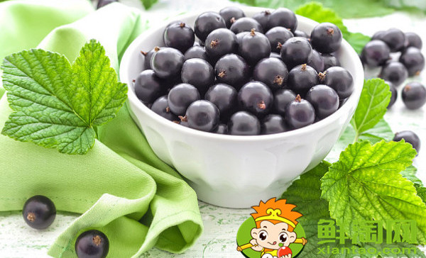 醋栗幾年結果,黑加侖和黑醋栗的區別