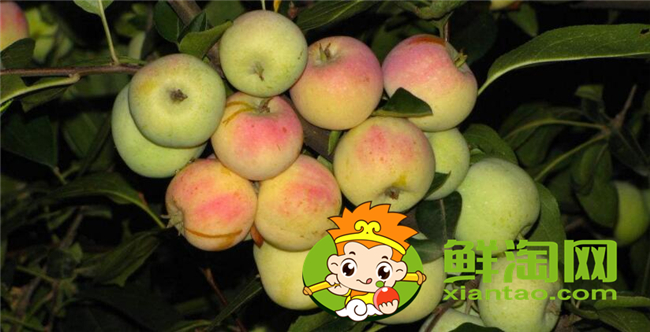 沙果是什么季節(jié)的水果，沙果屬于蘋(píng)果嗎