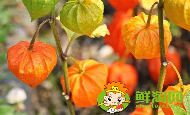 毛酸漿怎么吃，假毛酸漿和毛酸漿區別