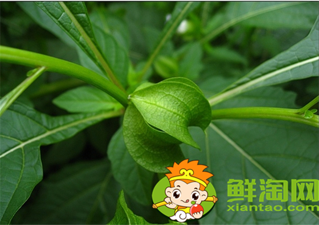 毛酸漿怎么吃，假毛酸漿和毛酸漿區別
