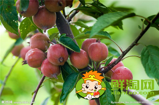 沙果是海棠果嗎，海棠果和沙果的區別
