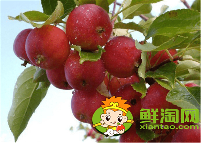 沙果是海棠果嗎，海棠果和沙果的區別