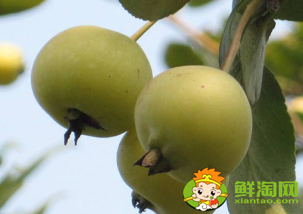 沙果怎樣去核，家里沙果快速去核