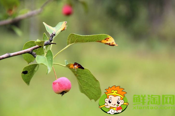 沙果是什么味道，沙果是山楂嗎