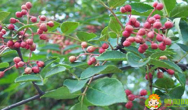 什么時(shí)間摘花椒最好,剛摘下來(lái)的花椒怎么處理