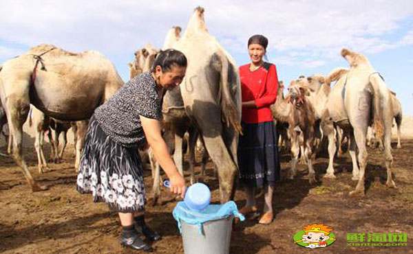 駝乳粉什么人不能用,哪里可以買駝乳粉