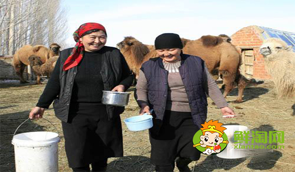 駱駝奶什么味道，駱駝奶和牛奶的營養價值哪個高