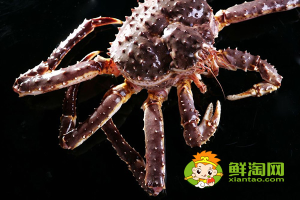 活帝王蟹怎么能養幾天，帝王蟹紅的和藍哪個貴