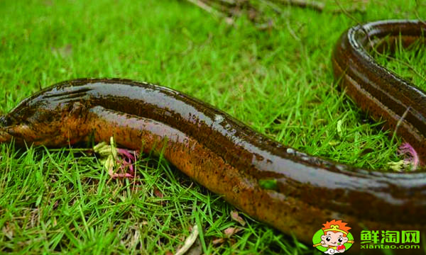 黃鱔怎么殺簡單，家庭殺鱔魚的方法