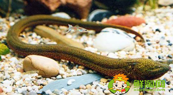 好長的跟黃鱔一樣的魚叫什么,黃鱔魚該怎么養吃什么