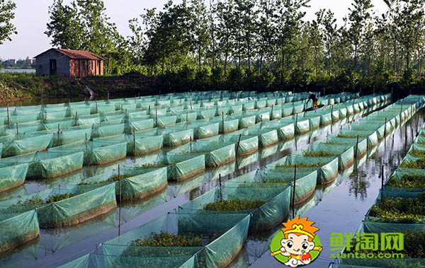 好長的跟黃鱔一樣的魚叫什么，黃鱔魚該怎么養吃什么