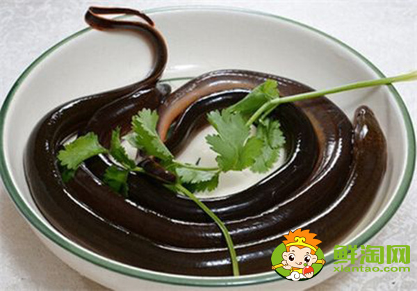 山黃鱔能吃嗎，山黃鱔的藥用價值介紹