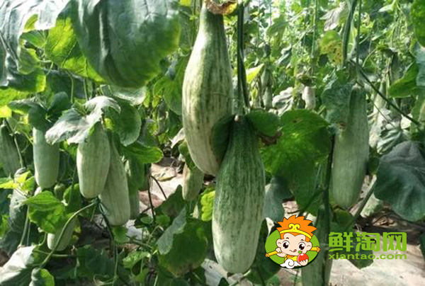 羊角蜜一年能種幾次,羊角蜜什么時候種最好