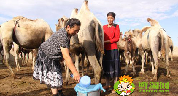 駱駝奶粉一天喝幾次好，駱駝奶粉一次喝多少克