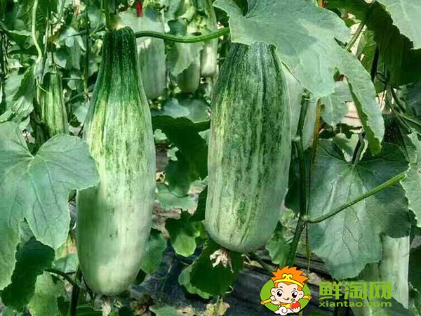 羊角蜜是香瓜的一種嗎,羊角蜜和香瓜的區(qū)別