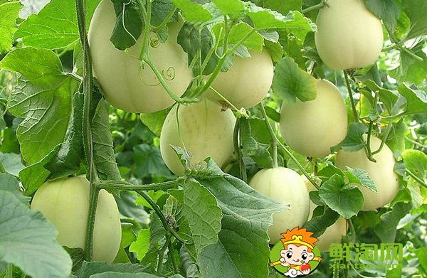 剛摘的甜瓜能放幾天，羊角蜜甜瓜苦的能吃嗎