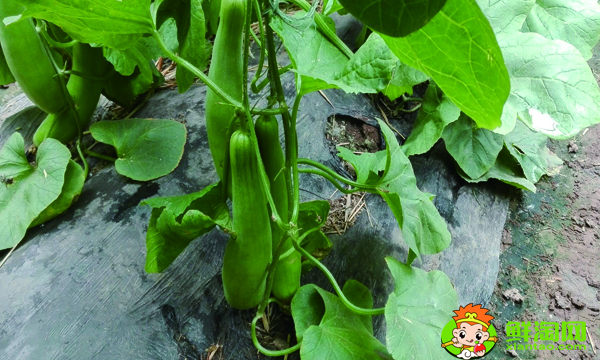 羊角蜜甜瓜不甜怎么回事，綠寶甜瓜和羊角蜜哪種甜