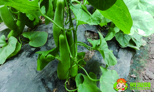 怎么判斷羊角蜜甜瓜熟了沒，羊角蜜成熟特征