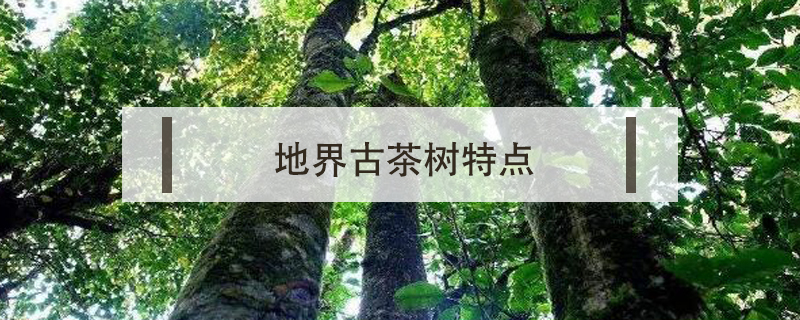 地界古樹茶特點(diǎn)