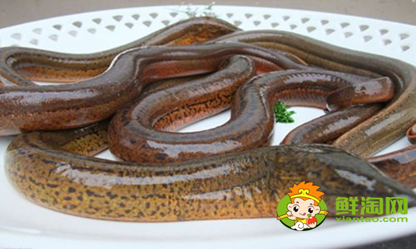 黃鱔好吃嗎,大黃鱔和小黃鱔營(yíng)養(yǎng)價(jià)值是一樣的嗎