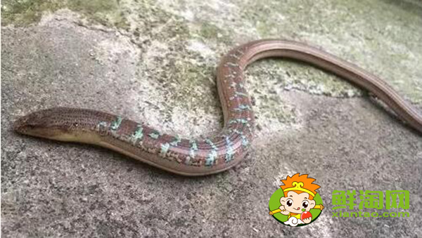 山黃鱔多少錢一斤，緬甸鱔魚出口到中國多嗎