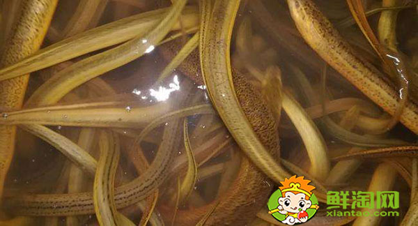 哪些地方野生黃鱔最多,山黃鱔的功效與作用