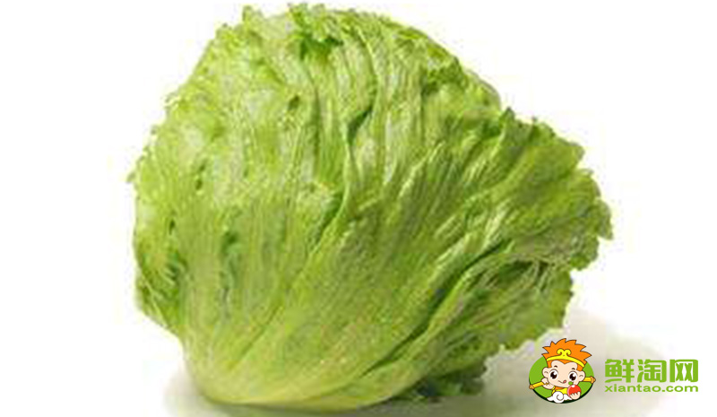 生菜的樣子，結球生菜和生菜的區別