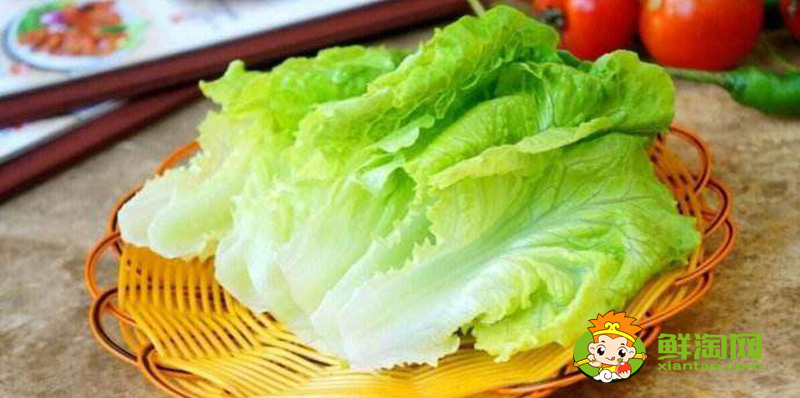生菜的樣子，結球生菜和生菜的區別