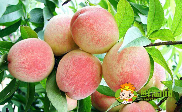 3斤大的桃子是什么品種,中國(guó)四大名桃產(chǎn)地