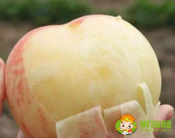 3斤大的桃子是什么品種,中國(guó)四大名桃產(chǎn)地
